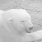 DylanLafferty - @polarbearmachine - Instagram
