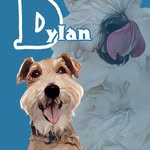 Dylan-ディラン˙ᴥ˙ - @dylan_lakelandterrier0424 - Instagram
