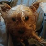 dylan lake - @maggie_the_doge_bork - Instagram