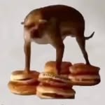 Dylan Lasher - @dogedylan - Instagram
