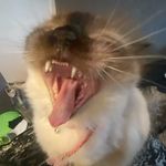 Dylan Lay-Newton - @minidylan2004 - Instagram