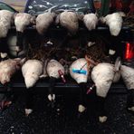 Dylan Lesher - Facebook