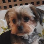 Dylan Lodge - @skellator001 - Instagram