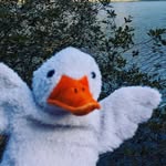 Dylan? Daisy? Lucy? - @duck.sadventures - Instagram