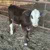 Dylan Lutz - @countrykid042 - TikTok