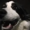 Dylan Murphy - @dylanmurf - TikTok