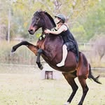 dylan, murphy and blue 🇿🇦 - @native.horse - Instagram