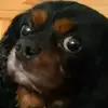 Dylan Nicholson - @dylan.nicholson6 - TikTok