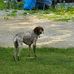 Dylan Petricka - Facebook