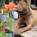 Dylan Pham - Facebook