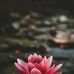 Dylan Qu Online - Facebook