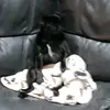 Dylan roden brown - @dylan.roden.brown4 - TikTok