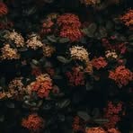 Dylan Schwarz - Facebook