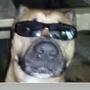 Dylan Shea - @dshea44 - TikTok