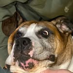 Dylan Sigler - @afluffybed - Instagram