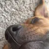 dylansigler_ - @dylansigler_ - TikTok