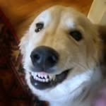Dylan Di Lauro 🐕 - @dylan_the_smiling_dog - Instagram