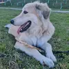 Marta Di Lau - @dylan.smiling.dog - TikTok