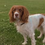 @dylan.the.springer.spaniel - Instagram