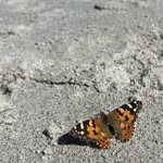 Dylan Springer - @dylanspringerr - Instagram