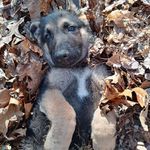 Dylan Strait - @dylan2024522 - Instagram