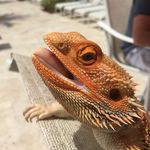 Dylan Stringer - @supdogdyl - Instagram