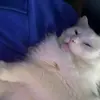 Dylan sturm - @sturmanator2 - TikTok