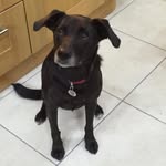 Dylan Tanner - @dylan_the_doggo_ - Instagram