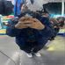 Dylan Thao - Facebook