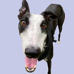Dylan - @dylan.the.greyhound - Instagram