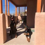 Dylan & Titus the Dobermans - @diesel_dylan_titus - Instagram