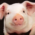 Dylan Wagner - @i_love_pigs57 - Instagram