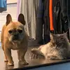 Dylan Willis - @dylan.willis4 - TikTok