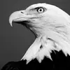 Eagle Chu - @eaglechu - TikTok