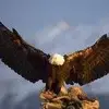 eaglechu8 - @eaglechu8 - TikTok
