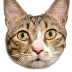Teabag Cat 茶包咪咪 - @earl_ash_grey - Instagram