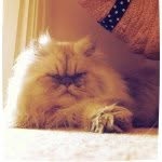 Earl Beans Persian Cat - @earl_beans_cat - Instagram