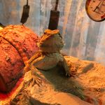 Earl - @earl.the.bearded.dragon - Instagram