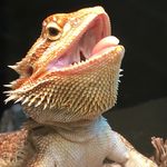 Earl - @earl.the.beardie - Instagram