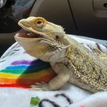 Earl the beardie - @earl_the_beardeddragon - Instagram