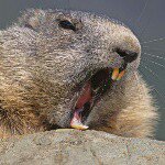 @therealearlbeaver - Instagram