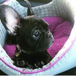 Earl Benedict Eglington - @earlbenedicteglington - Instagram