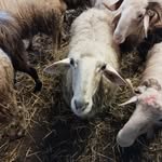 Earl la bergerie du petit hameau - @earl_bergerie_du_petit_hameau - Instagram