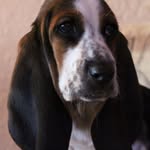 Josey Earl Blanchett JEB - @jeb_the_basset - Instagram