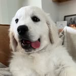Earl of Queso Blanco - @earlstigram - Instagram