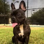 Earl - @bondiearl - Instagram