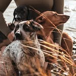 Ruby, Earl & Boone - @weenieandthemutts - Instagram