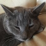 Neptune Earl Grey Bower - @nep_the_hep - Instagram