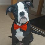 Earl Branson - @earl.branson.blueblood.bulldog - Instagram