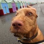 Earl Hennin - @the_real_earl_of_brighton - Instagram